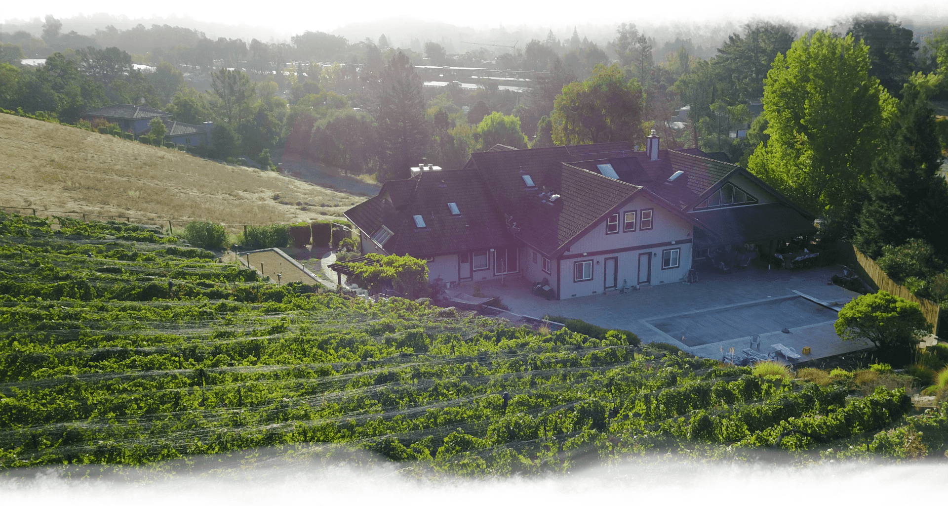 Vineyard and house