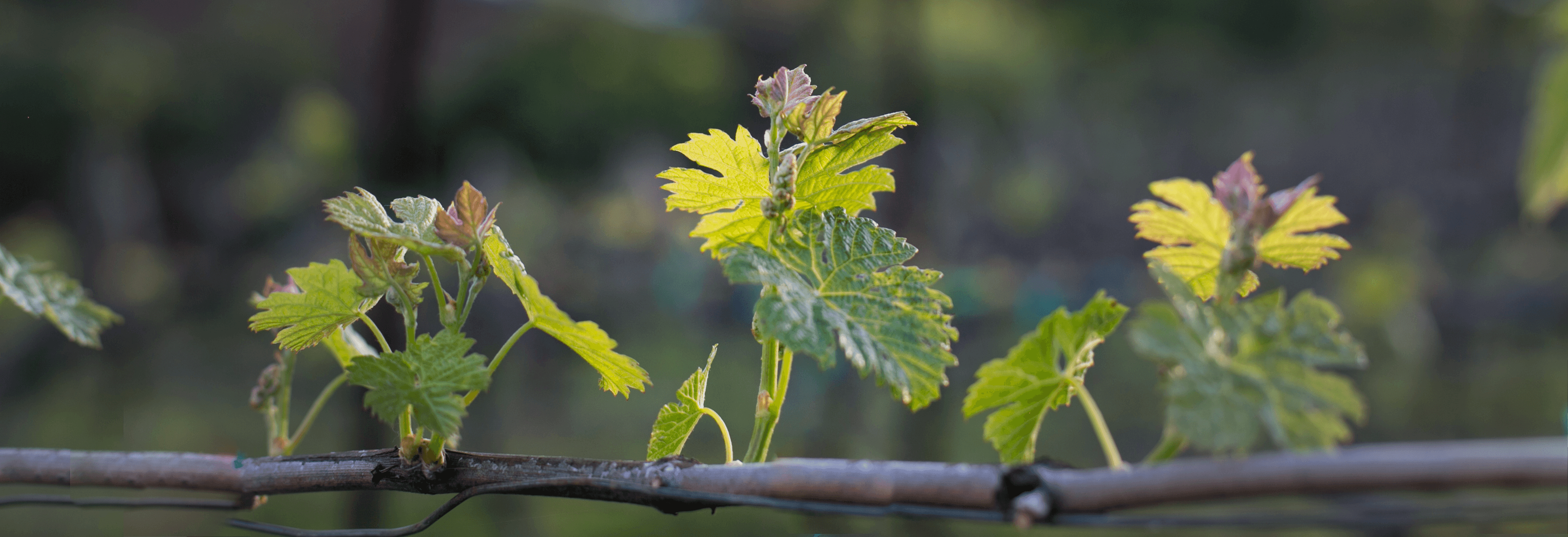 Vineyard and house